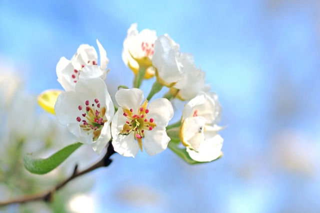 blossom